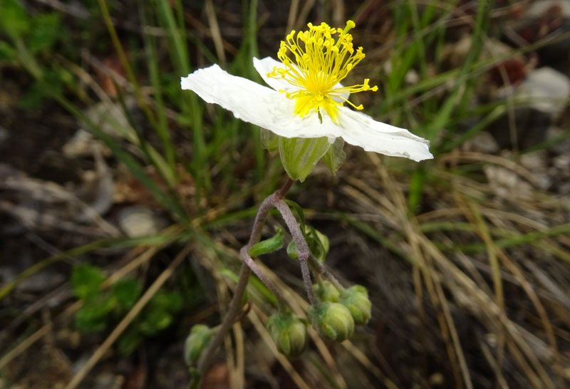 Helianthemum apenninum - Cistaceae